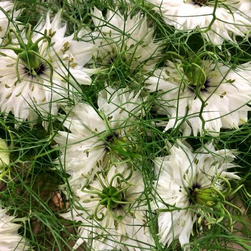NIGELLA VIT