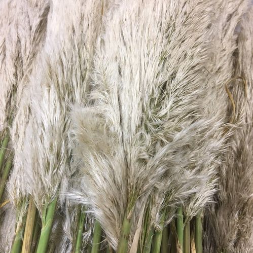 CORTADERIA EVITA 90-110CM