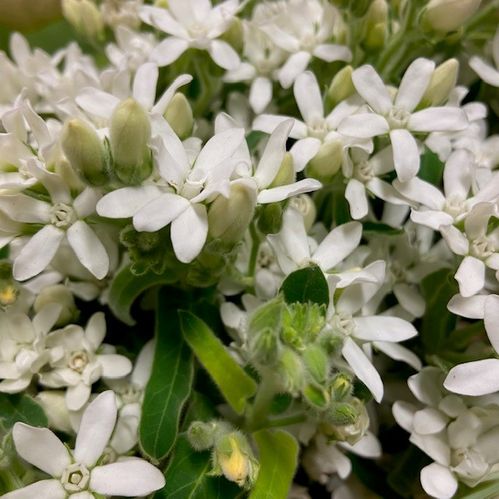 OXYPETALUM VIT