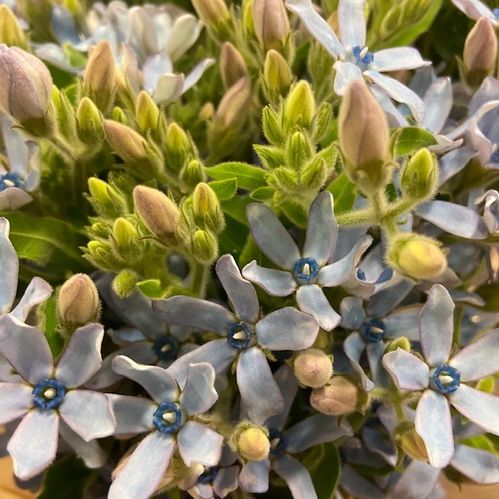 OXYPETALUM BLÅ