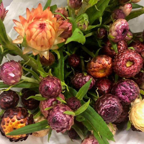 HELICHRYSUM ETERNELL SNITT MIX