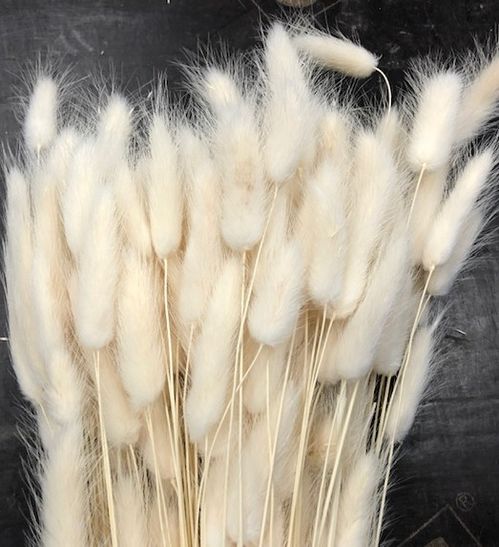 LAGURUS VIT BLEACHED TORKAD/BUNT