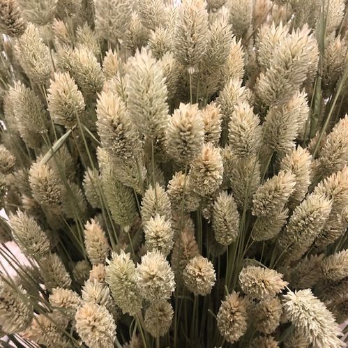 PHALARIS NATUR