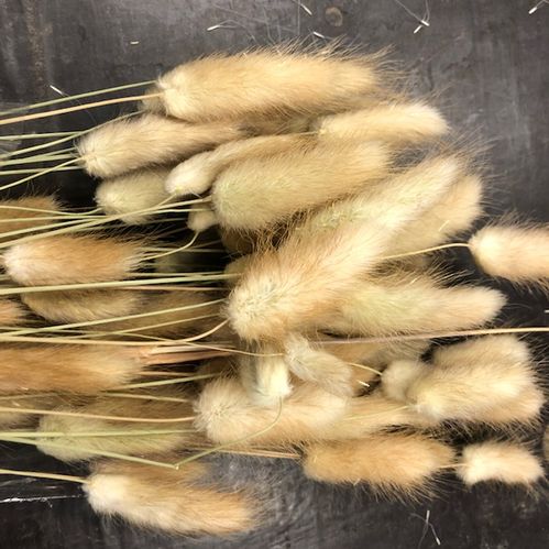 LAGURUS NATUR TORKAD/BUNT