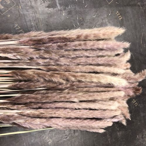 CORTADERIA BUNT TORKAD FLUFFY NATUR 70CM