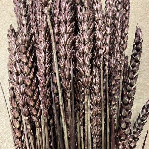 TRITICUM/TARWE BRUN TORKAT