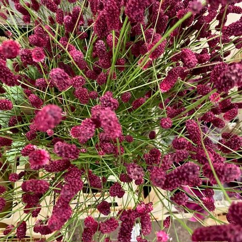 DEKORGRÄS SANGUISORBA