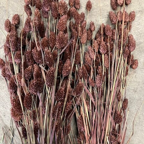 PHALARIS BRUN
