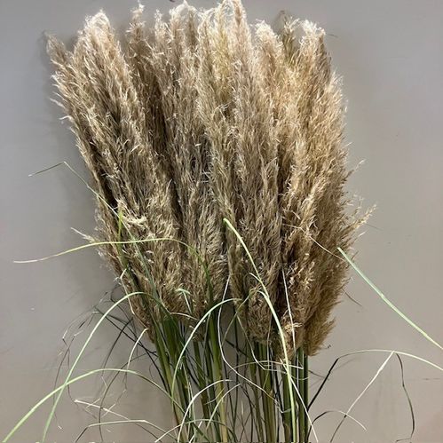 CORTADERIA EVITA 150CM
