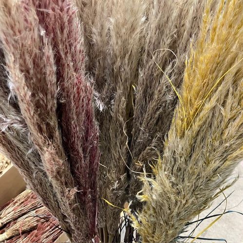CORTADERIA FÄRGAD 120CM