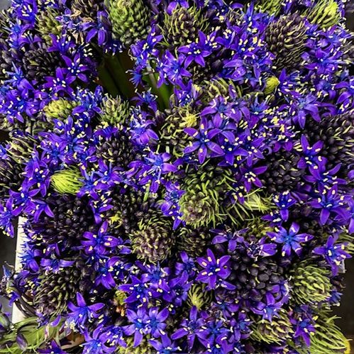 SCILLA PERUVIANA X
