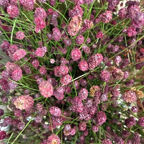 DEKORGRÄS SANGUISORBA CAYENNE