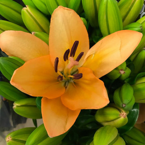 LILJA L.A MENORCA/MENTON APRIKOS