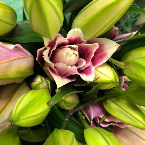 LILJA ORIENTAL ROSELILLY DUBBEL ROSA