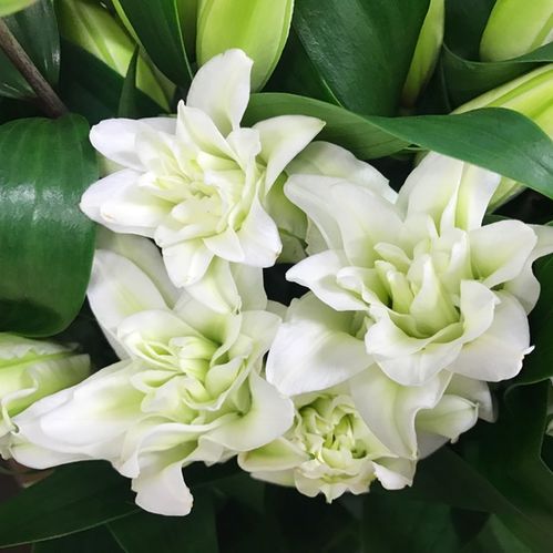 LILJA ORIENTAL DUBBEL VIT