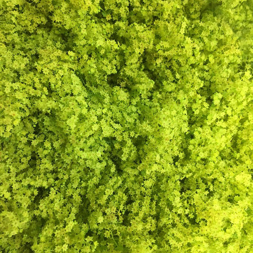 ALCHEMILLA