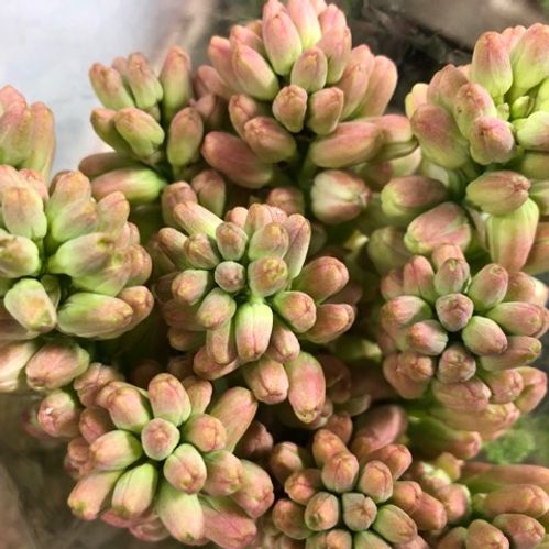 POLIANTHUS TUBEROSA VIT