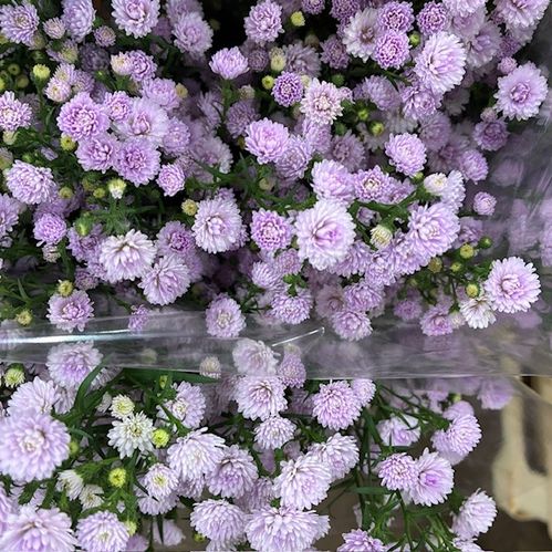 SETTENBRINA MINI BABY PINK PEARL