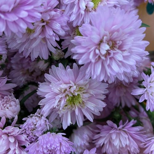 ASTER DOUBLE LIGHT PINK