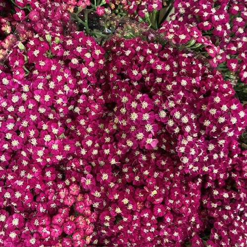 ACHILLEA NEON GLOW
