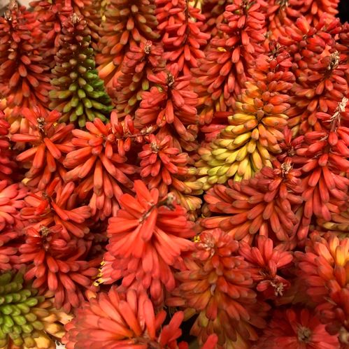 KNIPHOFIA ELDPIL ORANGE