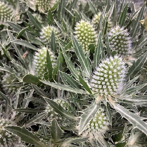 TISTEL ERYNGIUM SIRIUS VIT 50/60CM