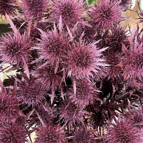 TISTEL ERYNGIUM BORDEAUX FÄRGAD 50CM