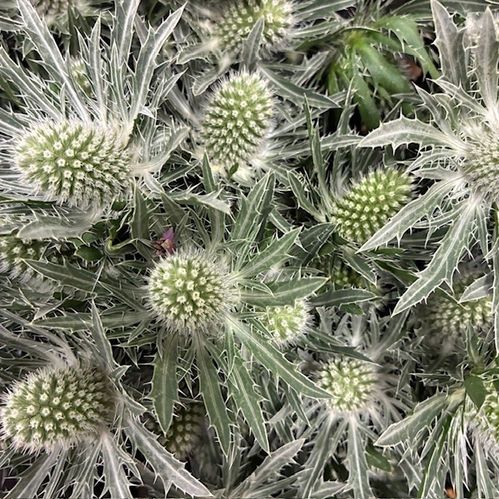 TISTEL ERYNGIUM SIRIUS VIT 70CM