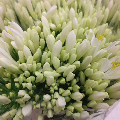 AGAPANTHUS VIT