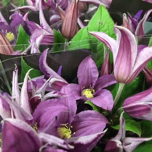 CLEMATIS SNITT LJUSLILA