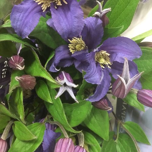 CLEMATIS SNITT AMZING ROME/GENEVA  BLÅ