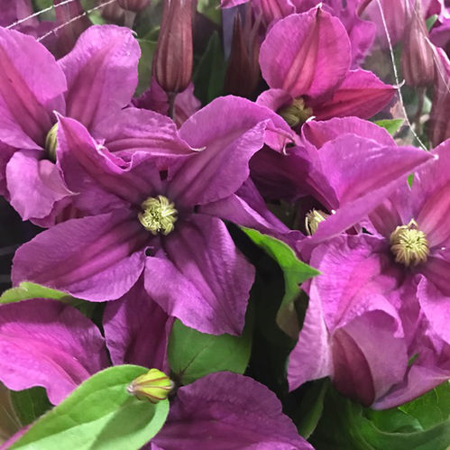 CLEMATIS SNITT CERISE/RÖD