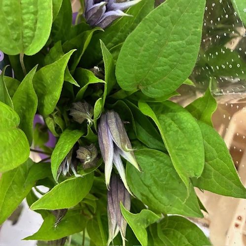 CLEMATIS SNITT LJ-LILA 60CM