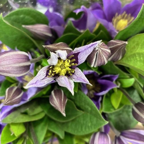 CLEMATIS SNITT AMAZING SOFIA BLÅ