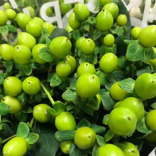 HYPERIKUM GRÖN 60CM