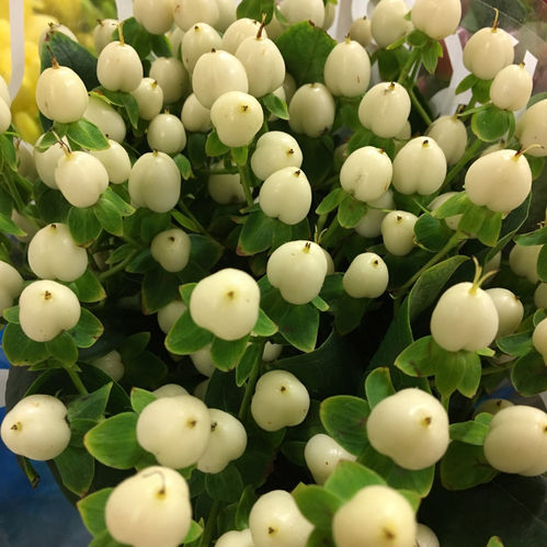 HYPERIKUM VIT/CREME