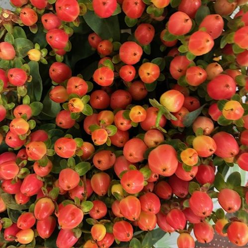 HYPERIKUM ROSA 60 CM