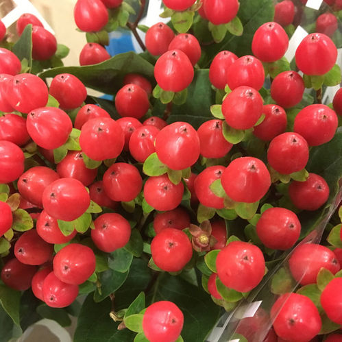 HYPERIKUM RÖD ENKEL 60-70CM