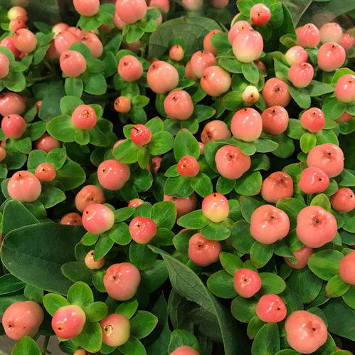 HYPERIKUM APRIKOS