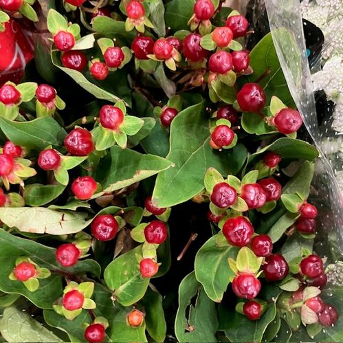 HYPERIKUM MAGICAL CHERRY BRUN 50CM