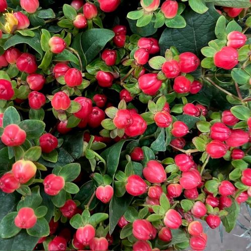 HYPERIKUM MAGICAL TRIUMPH RÖD 70CM