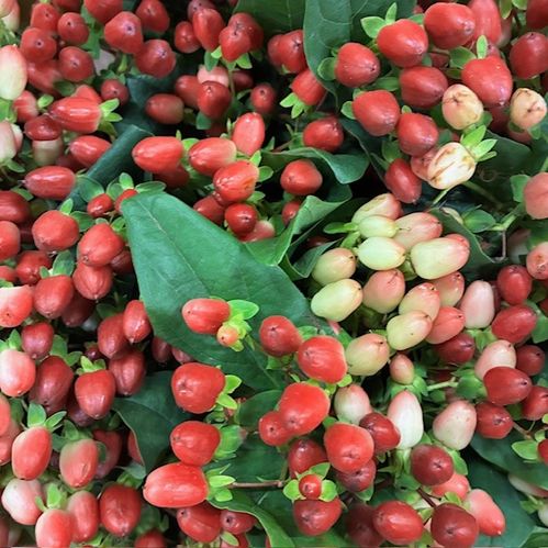 HYPERIKUM MAGICAL EXCELLENT BRUN 50CM