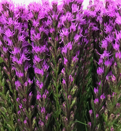 LIATRIS LILA 70-80CM