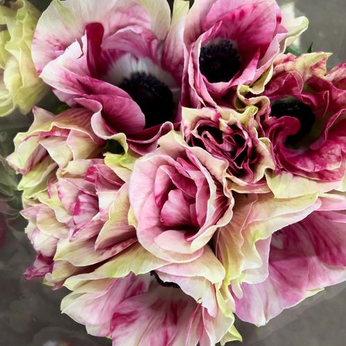 ANEMON MISTRAL BICOLOR CENERE VIT/ROSA