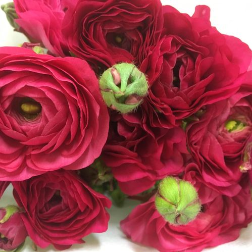 RANUNKEL CERISE