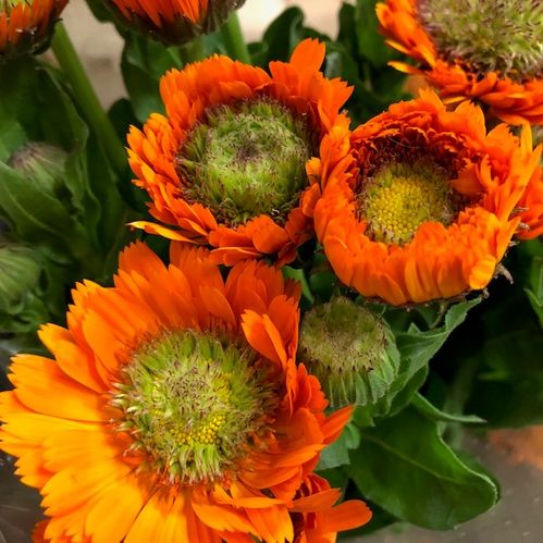 RINGBLOMMA CALENDULA ORANGE