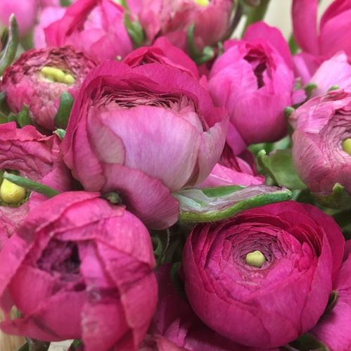 RANUNKEL CERISE ITA