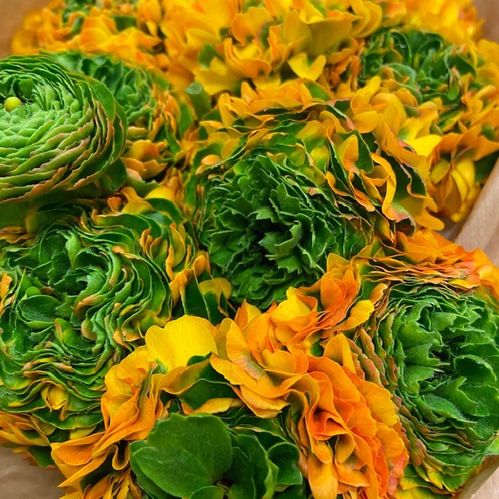 RANUNKEL PON-PON FLORA/MERLIN ORANGE/GRÖN
