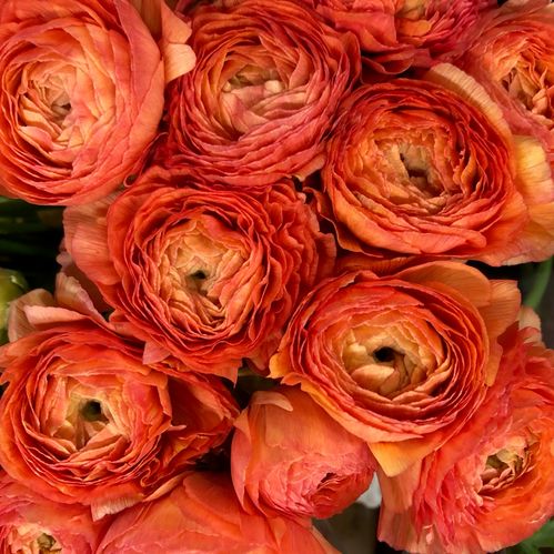 RANUNKEL CLOONY ORANGE
