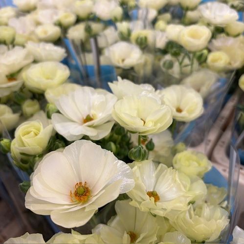 RANUNKEL BUTTERFLY KERAMOS CREME